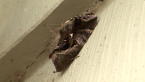 Common Fruit-piercing Moth