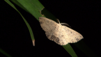 Geometrid Moth