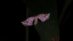 Geometrid Moth