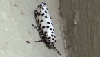 Depressariidae Moth