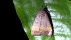 Noctuid Moth
