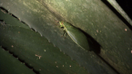 Bladder Cicada