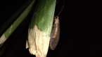 Brown Lacewing