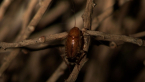 Native Cockroach