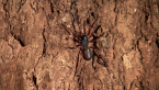 White-tailed Spider