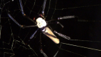 Golden Orb Spider