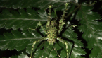 Spiny Rainforest Kaytidid