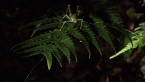 Spiny Rainforest Katydid