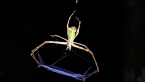 Net-casting Spider