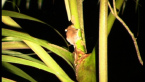 Feathertail Glider