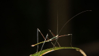 Banded-legged Stick Insect