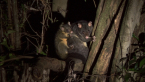 Short-eared Brushtail Possums