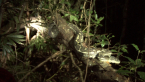 Carpet Python