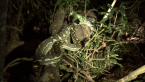 Carpet Python