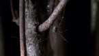 Female Harvestman