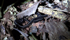 Blue Garden Flatworm
