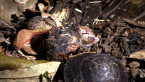 Three Molluscs