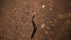 Ant Pulls Leg