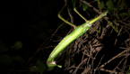 Goliath Stick Insect