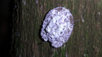 Pie Dish Beetle