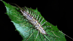 House Centipede