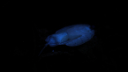 Tessaratomid Bug
