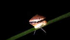 Pink Glass Snail