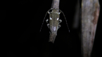 Longicorn Beetle