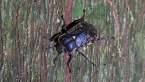 Darkling Beetle