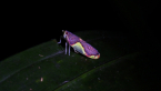 Planthopper
