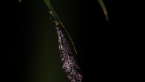 Lacewing