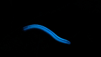Sucking Millipede