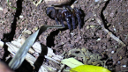 Trapdoor Spider