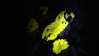 Ultra Violet Lichens