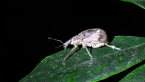 Broad-nosed Weevil