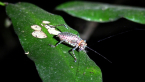 Nymphal Katydid