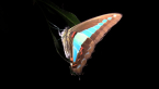 Blue Triangle Butterfly