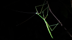 Banded-legged Stick Insect