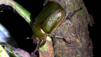 Scarab Beetle