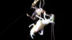 Moulting Raspy Cricket