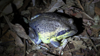 Northern Banjo Frog