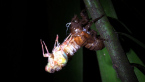 Moulting Greengrocer Cicada