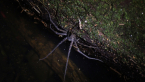 Giant Water Spider