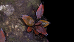 Litchi Stink Bugs
