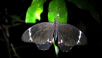 Orchard Swallow-tail Butterfly