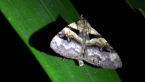 Erebidae Moth