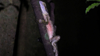 Eastern Water Dragon