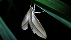 Sphingid Moth
