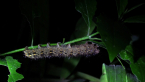 White-stemmed Acacia Moth Larva