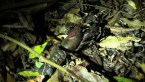 Lamington Spiny Crayfish (Red Form)